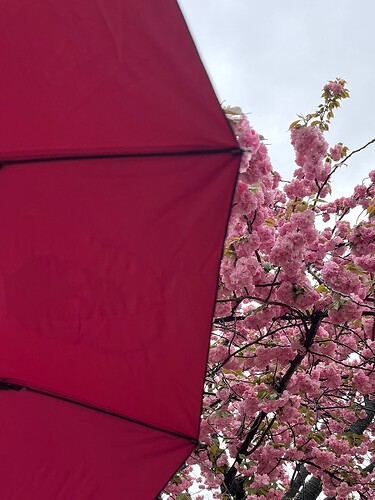 Umbrella underside